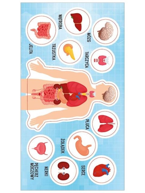 Naklejka (nalepka) Ranok Creative anatomia człowieka Naklejka (nalepka) Ranok Creative anatomia człowieka