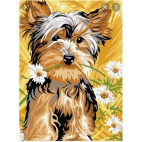 Zestaw kreatywny Norimpex malowanie po numerach - york 30x40cm (NO-1007594) Zestaw kreatywny Norimpex malowanie po numerach - york 30x40cm (NO-1007594)