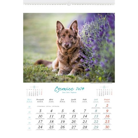 Kalendarz ścienny Lucrum PSY RASOWE 13-planszowe 2024 320mm x 470mm (RW13) Kalendarz ścienny Lucrum PSY RASOWE 13-planszowe 2024 320mm x 470mm (RW13)