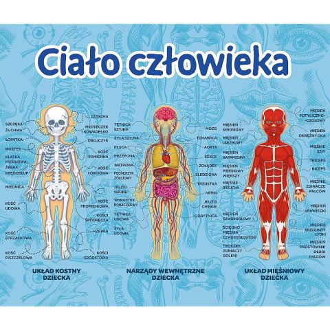 Gra edukacyjna Trefl Mistrz Wiedzy Ciało człowieka (01957) Gra edukacyjna Trefl Mistrz Wiedzy Ciało człowieka (01957)