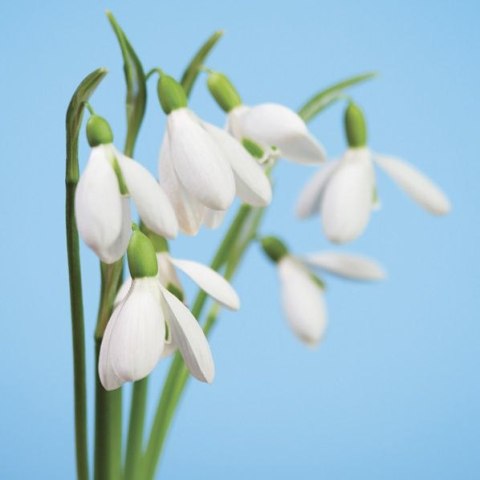 Serwetki Pol-mak Wiosna mix bibuła [mm:] 330x330 (SL Wi)